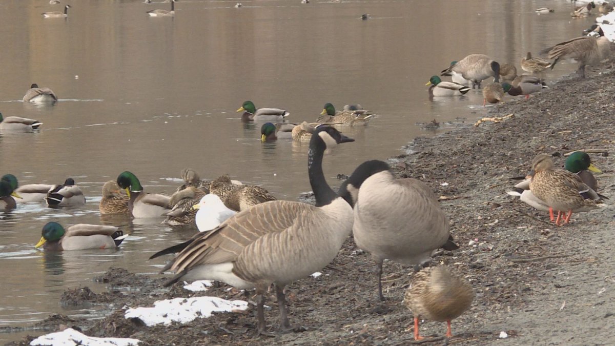 Vernon City Council is divided on the idea of a goose cull. 