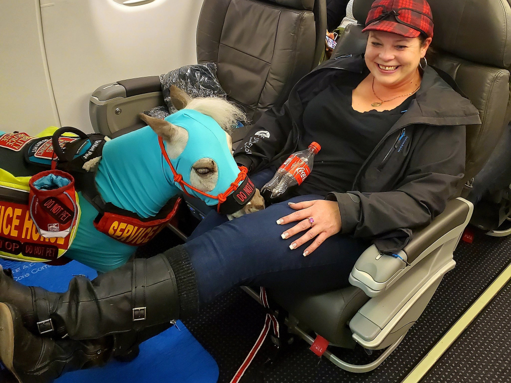 Giddy Up Up And Away Woman Brings Mini Service Horse On Flight National Globalnews Ca