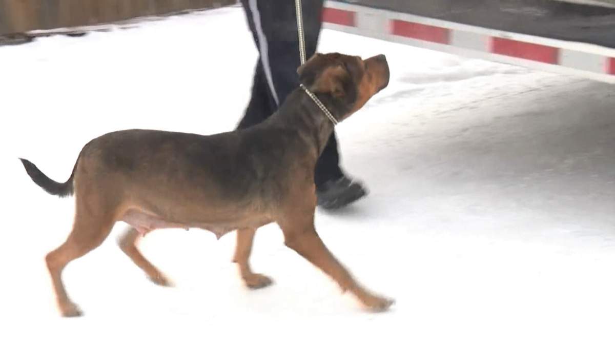 Dogs are removed from a home on Malvern Crescent Northeast on Thursday, Feb. 13, 2020.