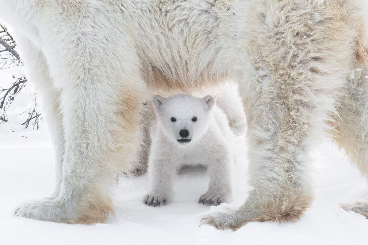 Polar bears in the Wapusk National Park, Churchill, Canada.