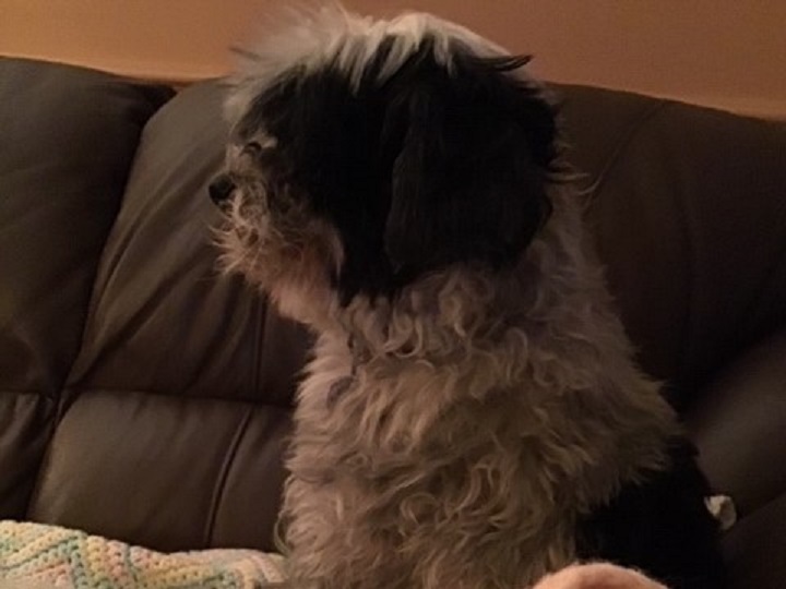 A Kelowna woman says her pet dog, Spike, seen here post-surgery, was attacked late last month. She claims the attack left her dog with a broken jaw and a broken molar that had to be extracted.