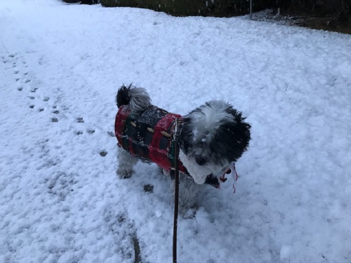 A photo of Spike during a walk before Christmas.