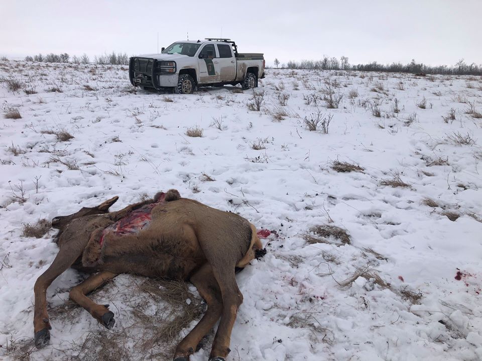 Alberta Fish and Wildlife are looking for information around four elk who were killed on Feb. 7, 2020. 