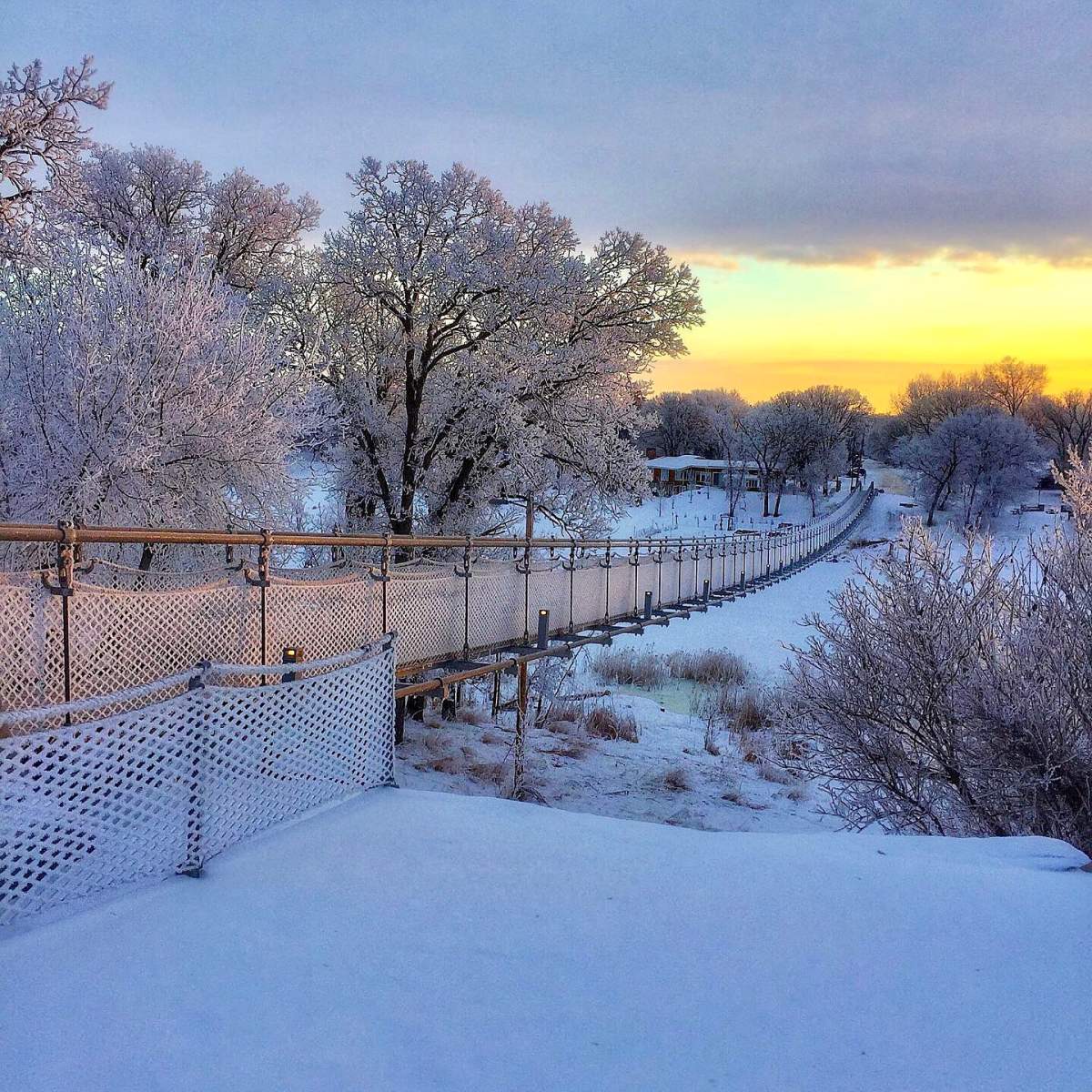 Souris's replacement swinging bridge is still an attraction but not as much as peacocks have been.
