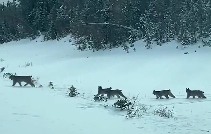 Manitoba Hydro employee Shaun Kirchmann filmed a family of lynx crossing the highway near Grand Rapids, Man.