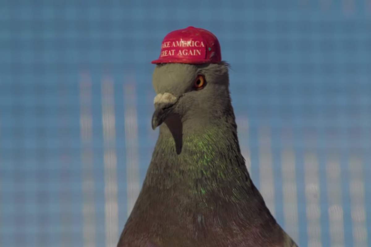 A pigeon is shown with a tiny hat on its head that includes Donald Trump’s slogan “Make America Great Again.”