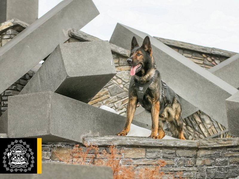 Calgary police dog Max has passed away one month before his retirement.