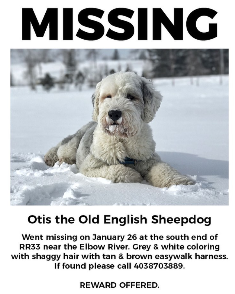 Otis went missing from a Springbank home on Jan. 26, 2020.
