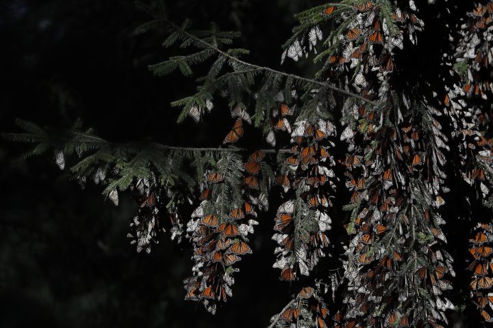 Monarch butterflies cling to branches in their winter nesting grounds in El Rosario Sanctuary, near Ocampo, Michoacan state, Mexico, Friday, Jan. 31, 2020.