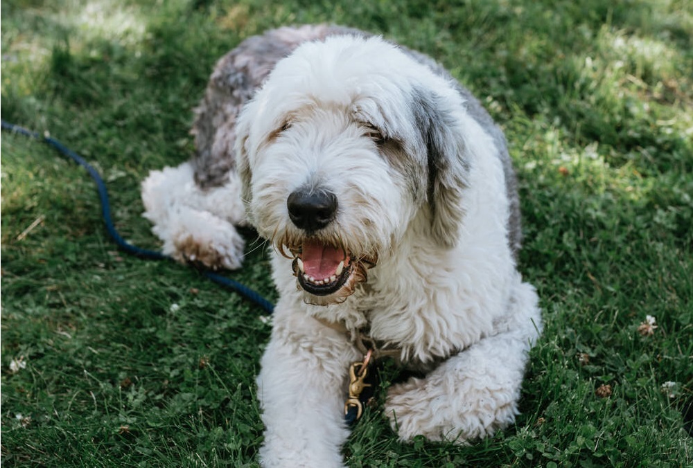 Otis was rescued and taken to the Calgary Humane Society where Leslie and Connor Gould adopted him.