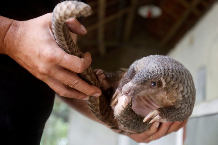 A man holds a pangolin at a wild animal rescue center in Cuc Phuong, outside Hanoi, Vietnam September 12, 2016.