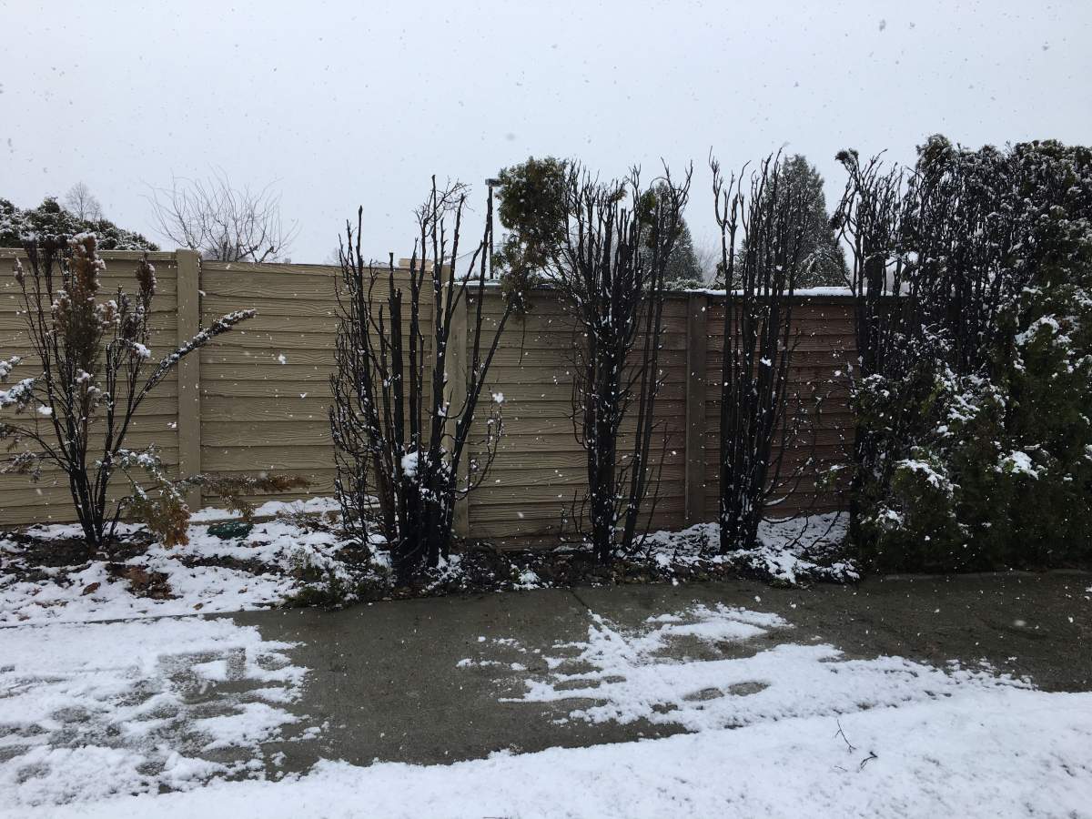 Kelowna RCMP investigate suspicious hedge fire on Saturday night. 