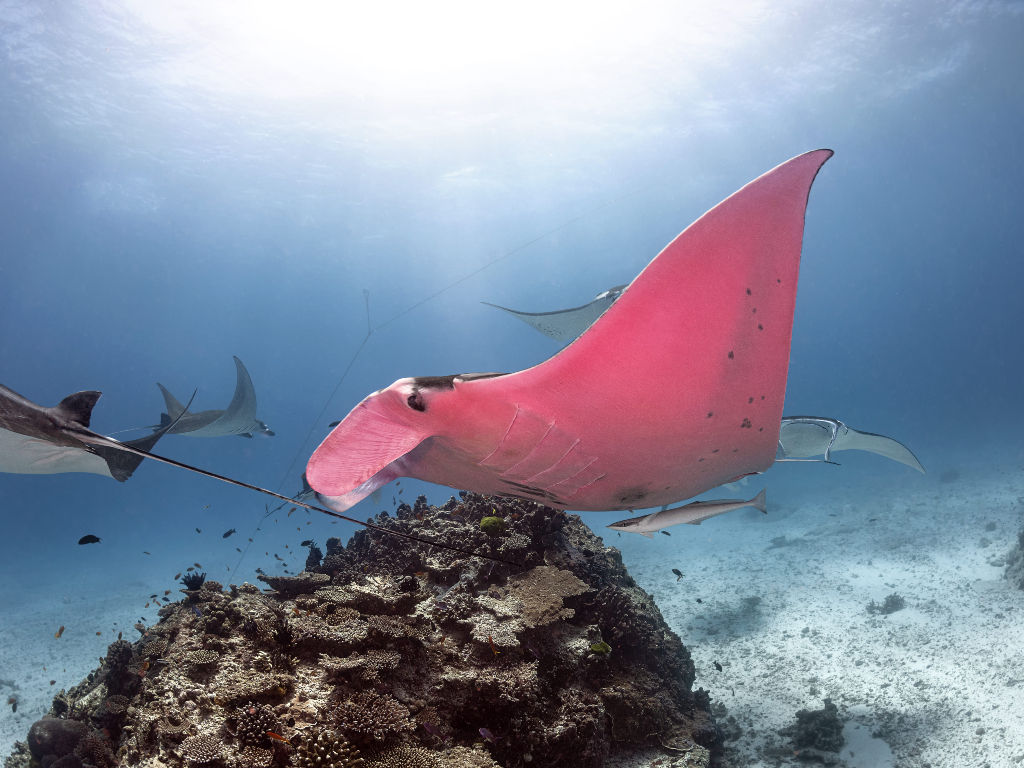 Photographer Kristian Laine captured photos of the rare pink manta ray while out at the Great Barrier Reef.