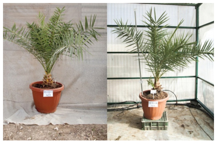 Two Judean date specimens are shown at a lab in Israel.