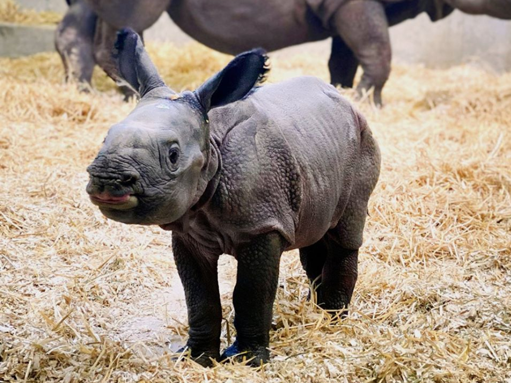 rhinoceros baby