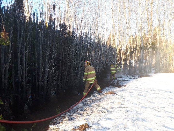 Salmon Arm firefighters examine an extinguished hedge fire.