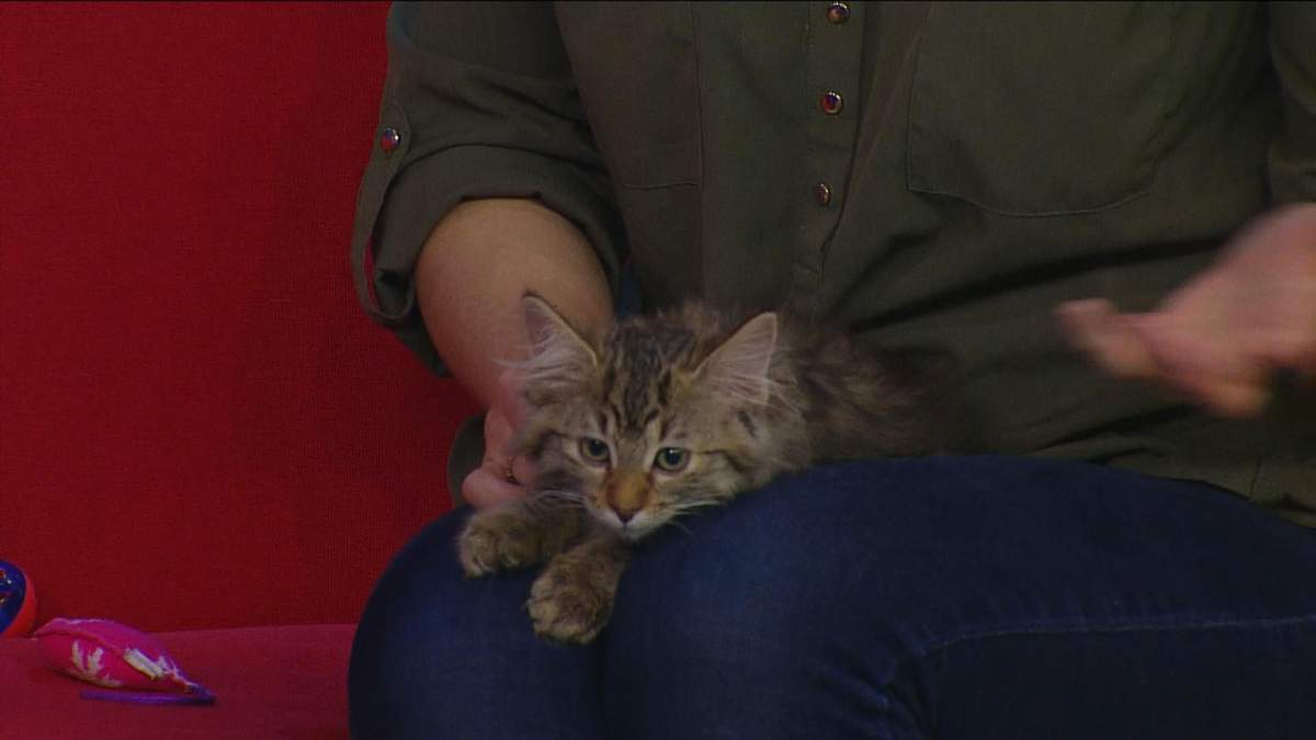 The Saskatoon SPCA said 157 cats were adopted during January, but at the same time 265 cats were brought into the shelter’s care.