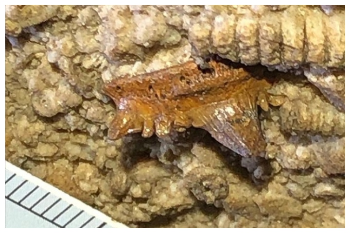 A fossilized shark tooth is shown in Mammoth Cave National Park in Kentucky.