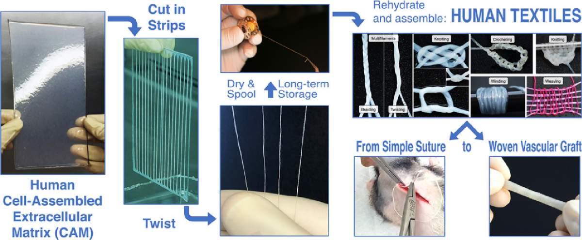 This diagram shows the process used to create human skin yarn.
