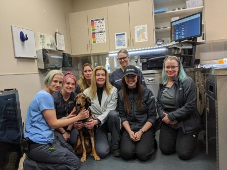 Edmonton’s ‘Christmas miracle’ dog cleared for adoption weeks after ...