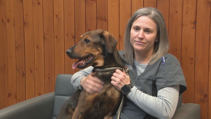 Karen Melnyk, a registered veterinary technologist at Edmonton's Animal Care and Control Centre, holds a dog name Terra.