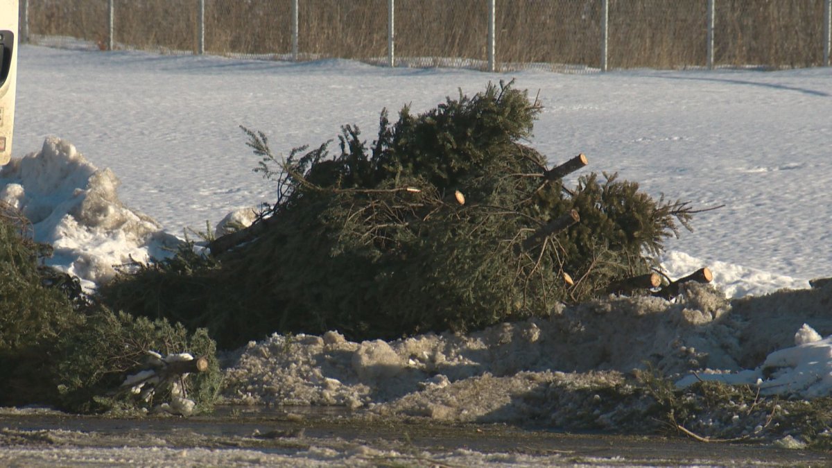 Christmas tree collection will be completed in Edmonton by Feb. 14, 2020. 