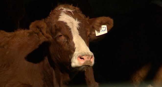 The projects are meant to promote food sustainability and safety in Saskatchewan.