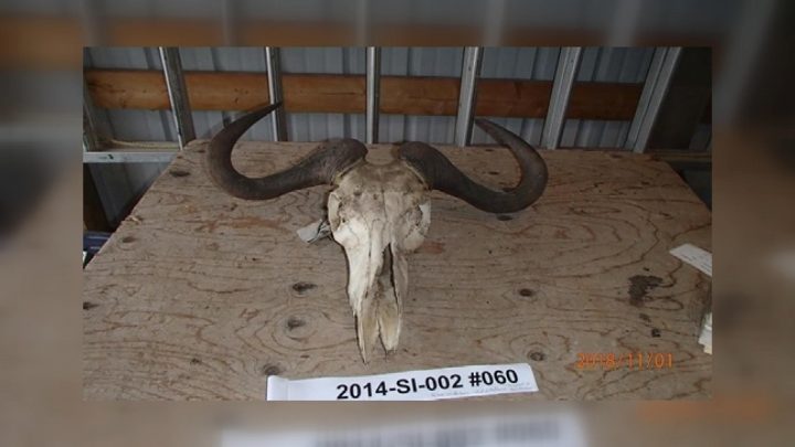 Blue wildebeest horns Saskatchewan conservation officers seized at the property of Randall Wehrkamp.