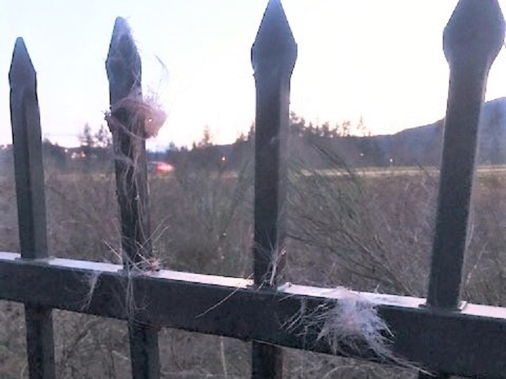 The provincial wildlife agency said it has received several calls recently regarding deer becoming impaled by pointed wrought-iron fences.