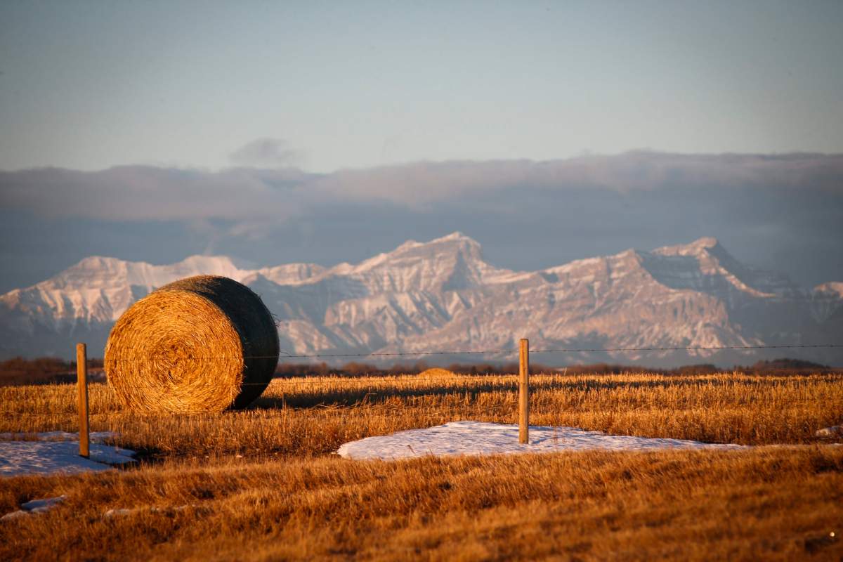 Hay bales in a farmer's field overlooking the Canadian Rockies near Cochrane, Alta., on Friday, Jan. 20, 2017.