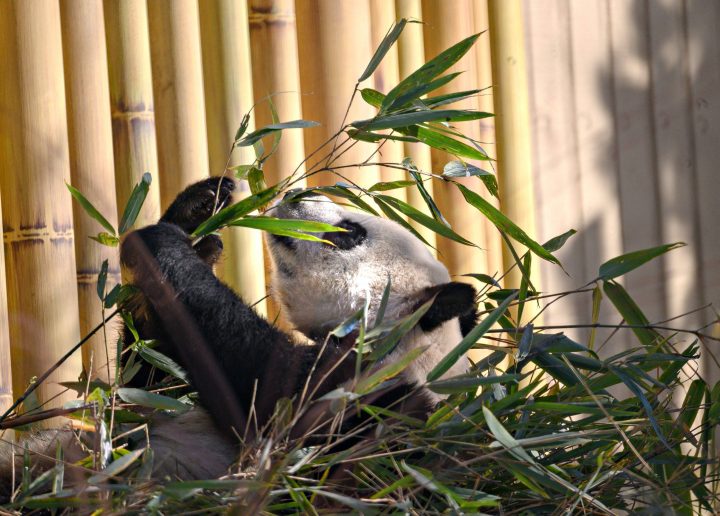A panda cub eats bamboo leaves in the Calgary Zoo on Oct. 30, 2019.