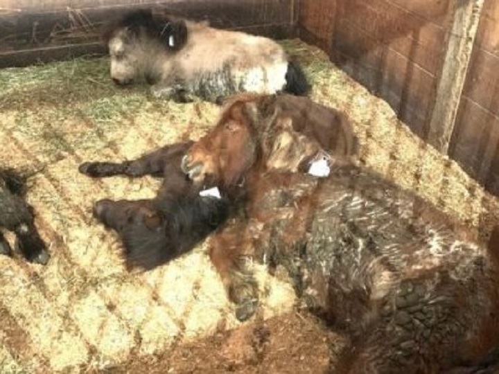 The B.C. SPCA says it recently rescued more than 50 animals from a farm the province's Interior.