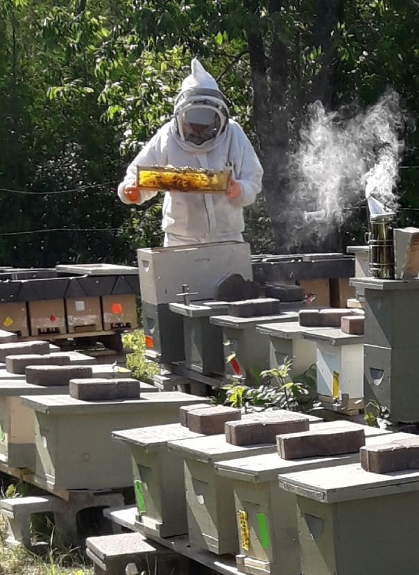 Lakefield Horticultural Society – Honey Bees - image