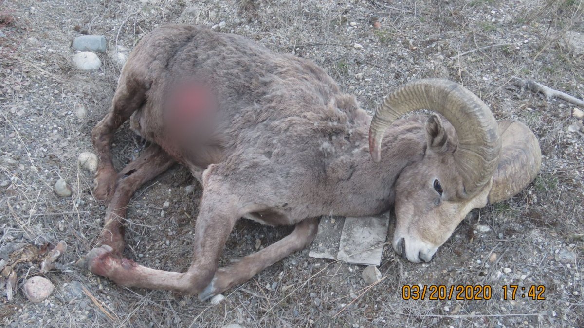 Conservation officers are investigating after a bighorn sheep was illegally killed northwest of Kelowna.