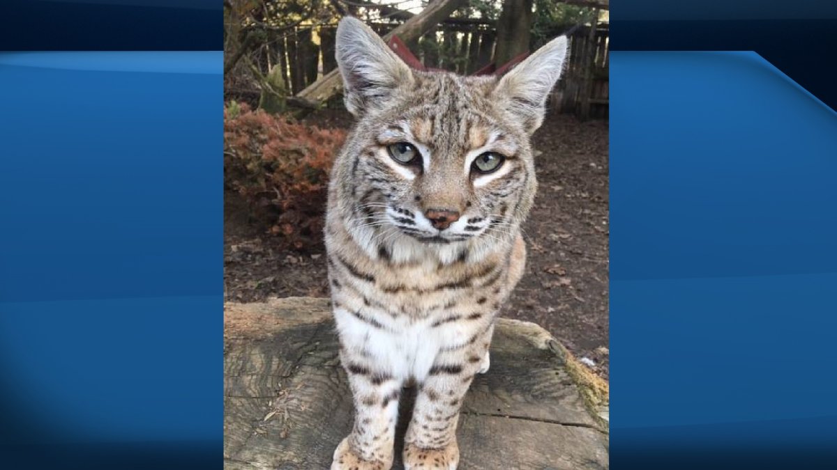 The Riverview Park and Zoo's bobcat Montana died.