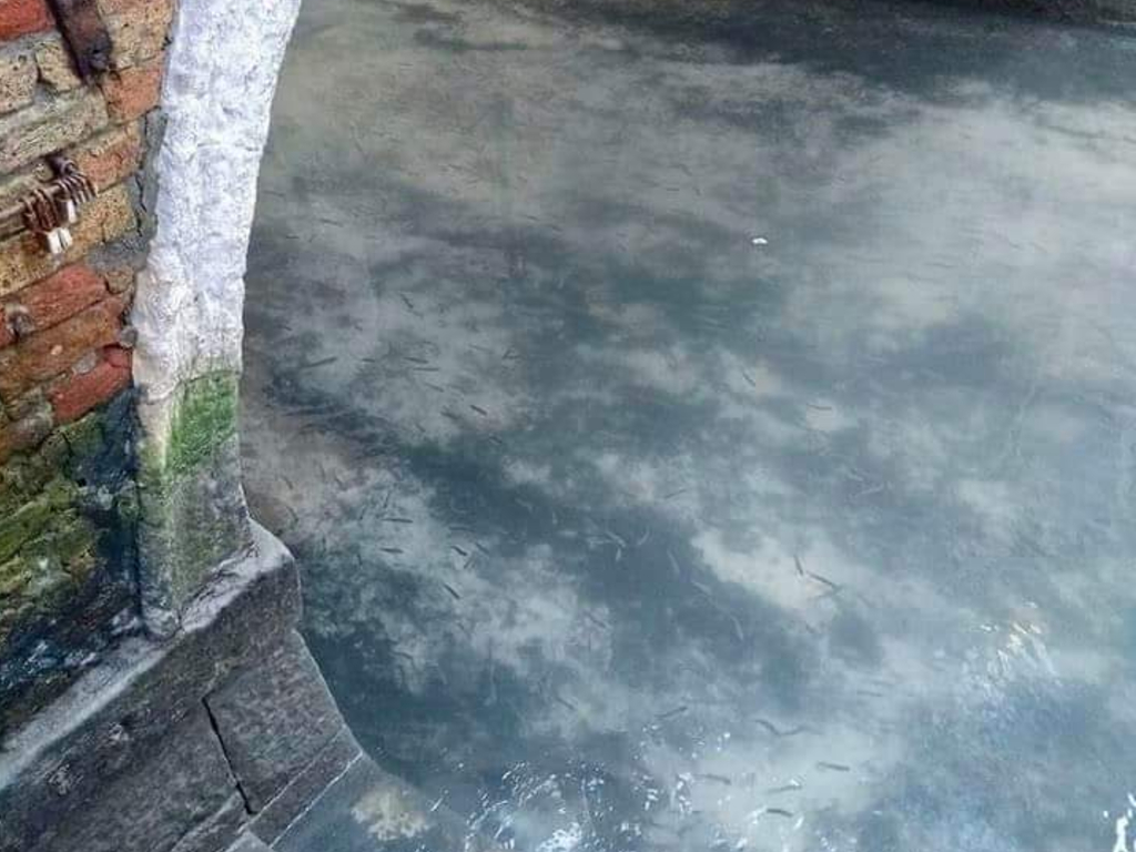 The Venice canal has been running clear since the country has been under coronavirus lockdown.