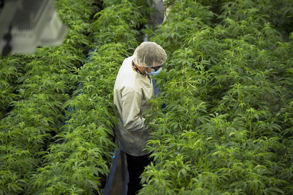 Staff work in a marijuana grow room at Canopy Growth's Tweed facility in Smiths Falls, Ont. THE CANADIAN PRESS/Sean Kilpatrick.