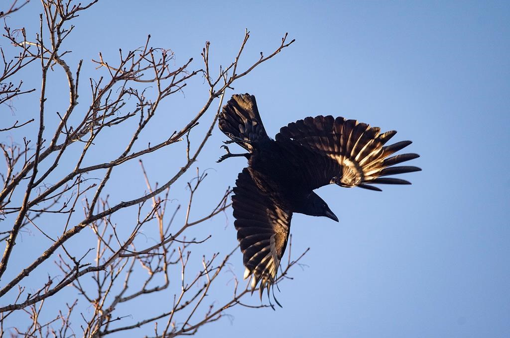 The late afternoon sun shines off the wings of a crow in this undated file photo. Testing on dead crows and Bald Eagle found in Kingston have found the birds had contracted avian influenza before they died.