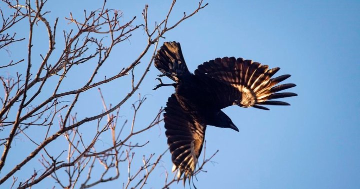 Птичи грип открит в мъртви врани, плешив орел в Кингстън