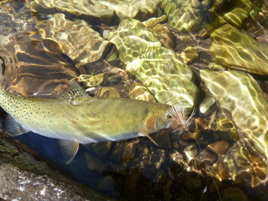 A Westslope cutthroat trout swims next to a lure in Idaho's North Fork of the Clearwater River on July 19, 2013.