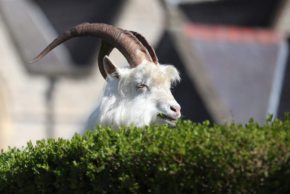 A goat is seen in Llandudno as the spread of the novel coronavirus disease, COVID-19, continues, Llandudno, Wales, Britain, March 31, 2020.