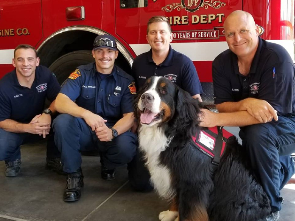 Spencer the Bernese Mountain Dog is a therapy dog in Healdsburg, Calif.