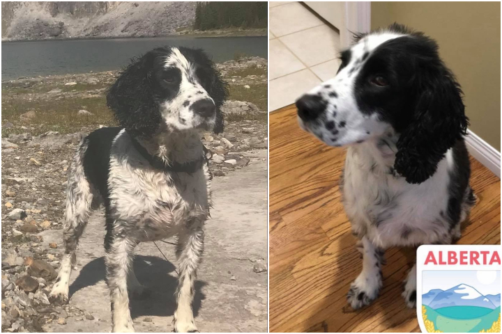 RCMP say this dog, named Seve, was inside a Jeep Grand Cherokee stolen from Bragg Creek, Alberta on March 11, 2020.