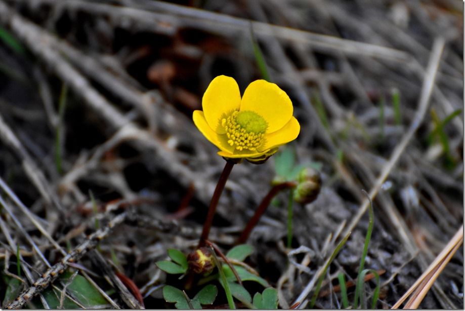 First Buttercup – Keiko Hiegert