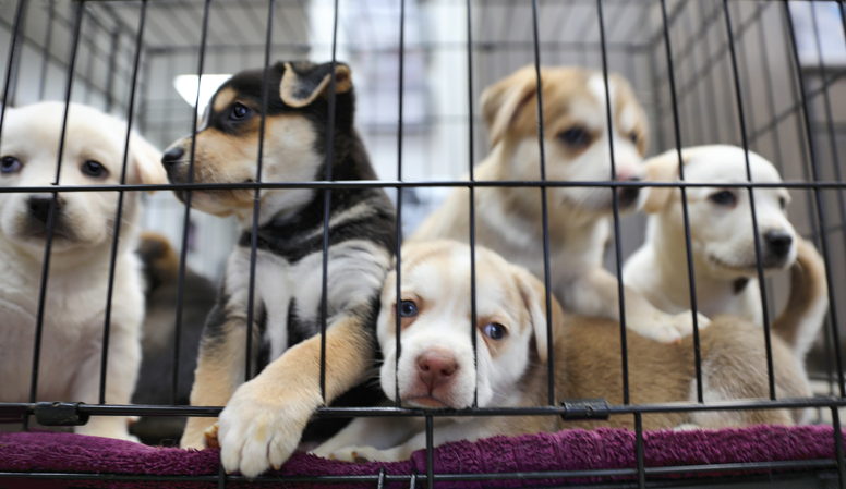 A litter of puppies waits to be adopted.