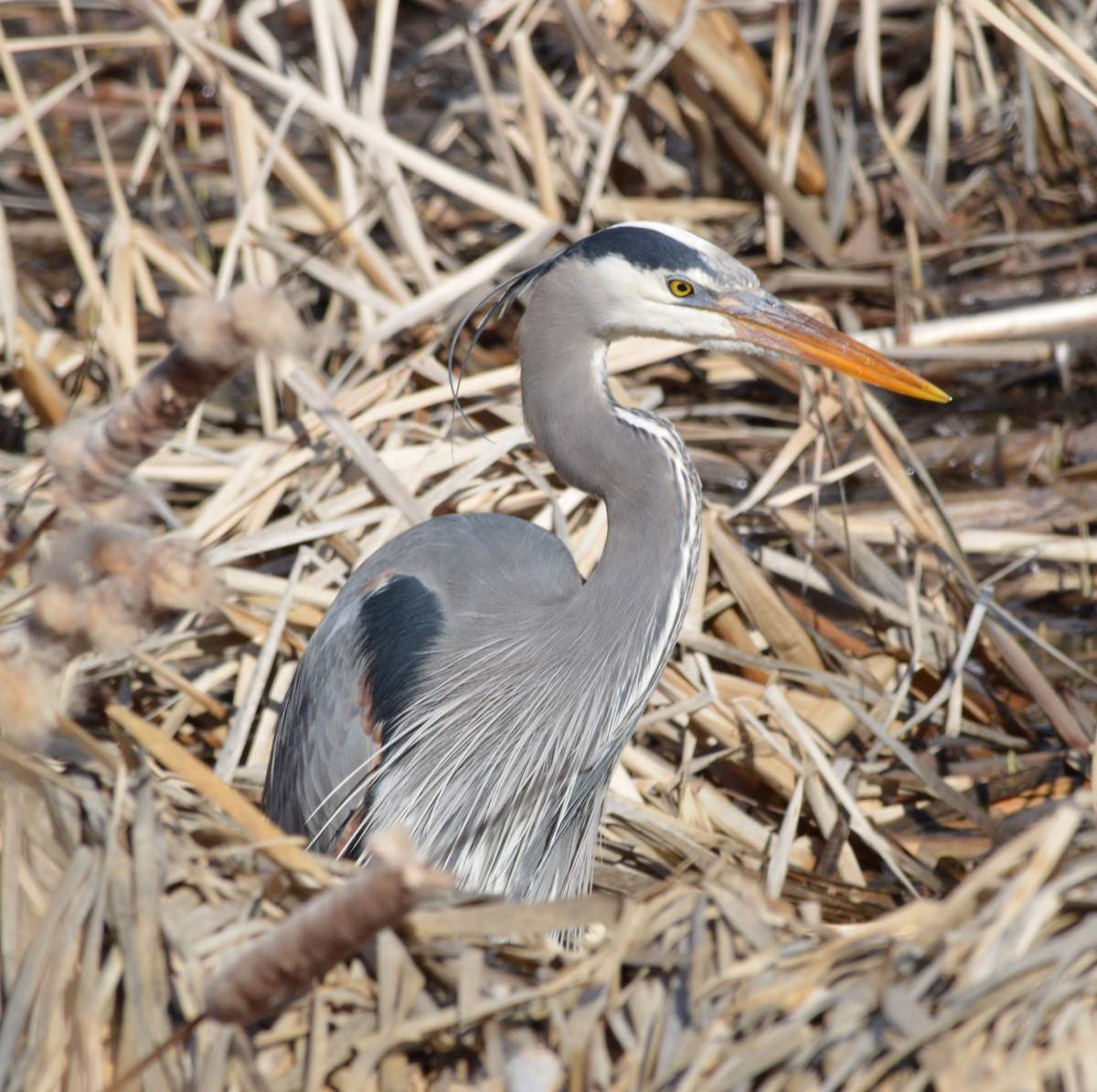 Mr Heron – Roberta Snow