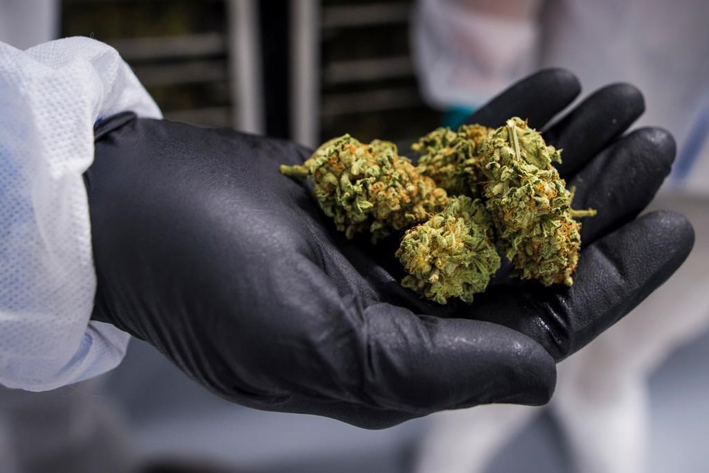 A handful of cannabis bud is shown in Fenwick, Ont., on Tuesday, June 26, 2018. THE CANADIAN PRESS/Tijana Martin.