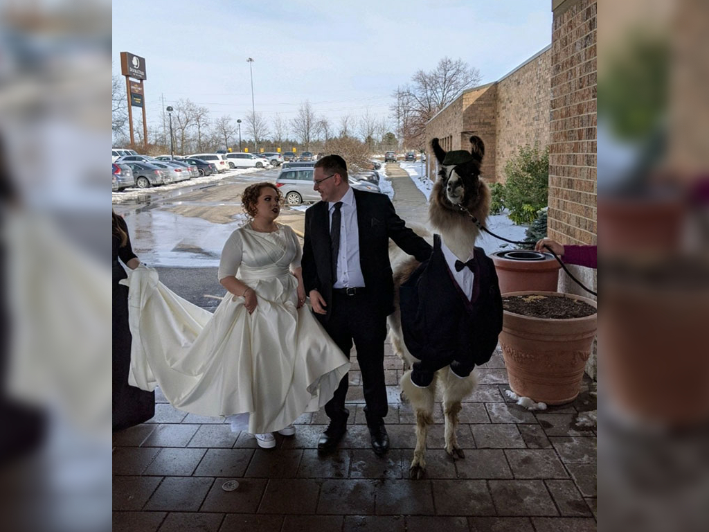 Mendl Weinstock, 21, promised his sister he'd bring a llama to her wedding. Her reaction when he followed through was priceless.