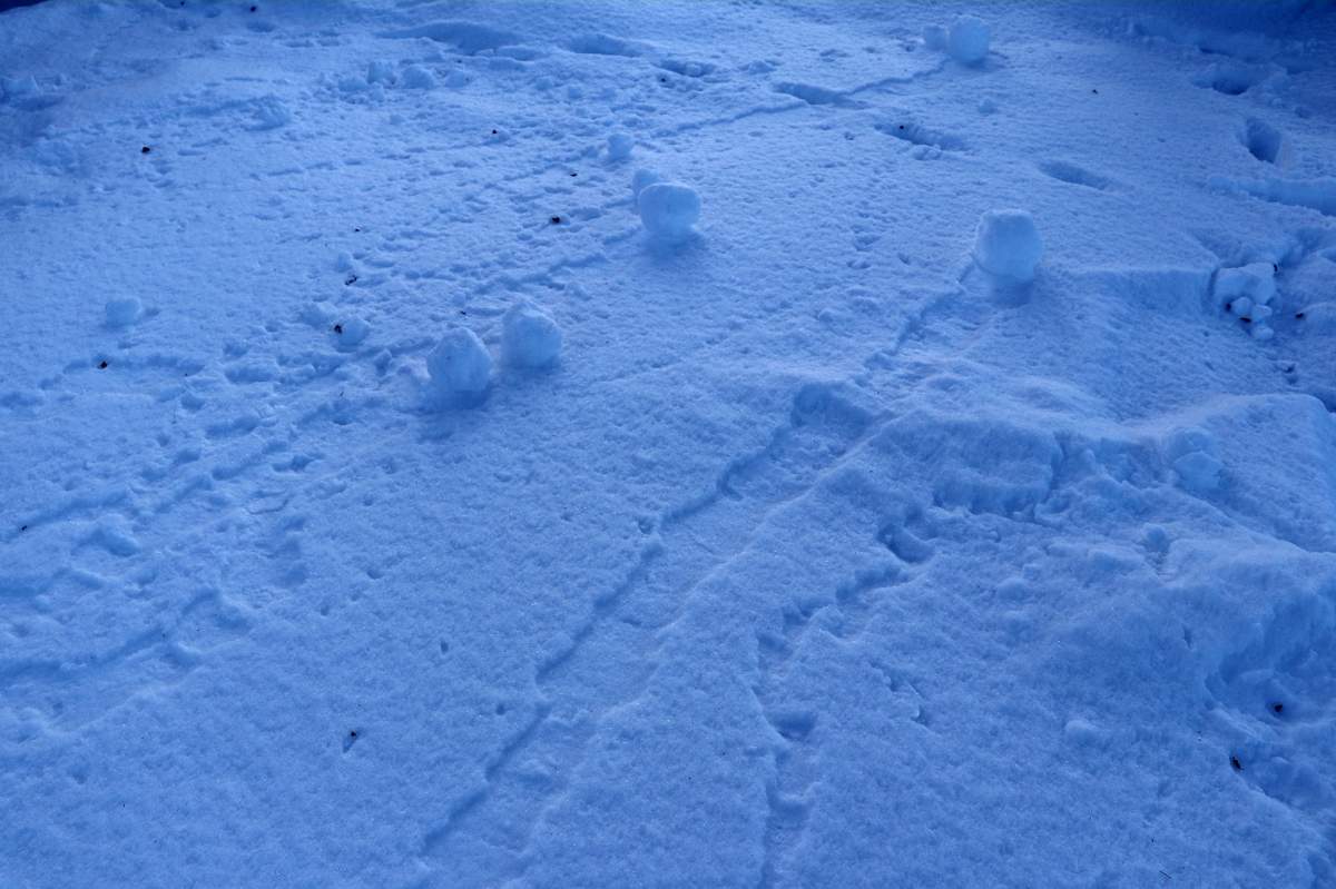 The elements were perfect across central Alberta for the wind to create snowballs around the province. The tracks of some of those snowballs can be seen in this field near Vegreville, Alta. on March 2, 2020.