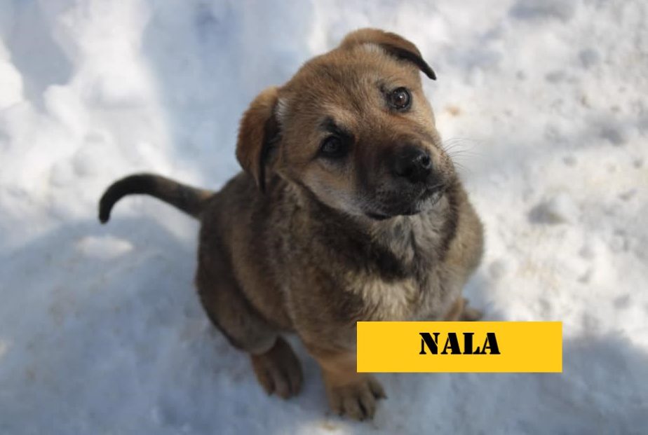 A dog at the Lethbridge shelter.